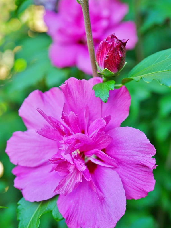 Hibiscus syriacus 'Purple Ruffles' ®, Garteneibisch 'Purple Ruffles' ® im Onlineshop der Bohlken Baumschulen