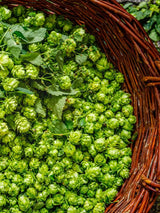 Humulus lupulus 'Hallertauer Tradition' | Kultur-Hopfen | kaufen im Onlineshop der Bohlken Baumschulen