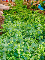 Humulus lupulus 'Hallertauer Tradition' | Kultur-Hopfen | kaufen im Onlineshop der Bohlken Baumschulen