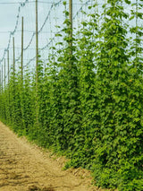 Humulus lupulus 'Hallertauer Tradition' | Kultur-Hopfen | kaufen im Onlineshop der Bohlken Baumschulen