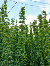 Humulus lupulus 'Hersbrucker' | Kultur-Hopfen 'Hersbrucker' | kaufen im Onlineshop der Bohlken Baumschulen