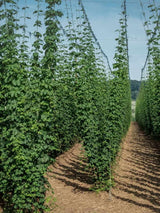 Humulus lupulus 'Northern Brew' | Kultur-Hopfen 'Northern Brew' im Onlineshop der Bohlken Baumschulen