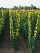 Humulus lupulus 'Opal' | Kultur-Hopfen 'Opal' | kaufen im Onlineshop der Bohlken Baumschulen