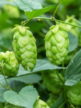 Humulus lupulus 'Opal' | Kultur-Hopfen 'Opal' | kaufen im Onlineshop der Bohlken Baumschulen