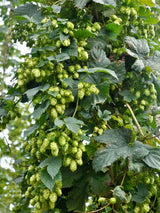 Humulus lupulus 'Pure' | Kultur-Hopfen 'Pure' | kaufen im Onlineshop der Bohlken Baumschulen