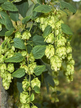 Humulus lupulus 'Pure' | Kultur-Hopfen 'Pure' | kaufen im Onlineshop der Bohlken Baumschulen