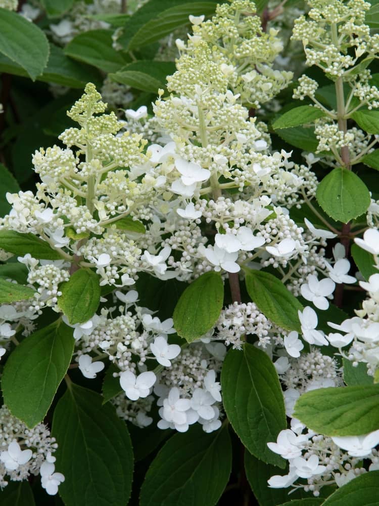 Jetzt Zwerg- Rispenhortensie 'Baby Lace' online kaufen bei Bohlken  Pflanzenversand – Bohlken Pflanzenversand GbR