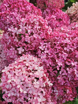 Ballhortensie 'Pink Annabelle' ®