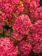 Rispenhortensie 'Bonfire' ® | Hydrangea paniculata 'Bonfire' ® im Onlineshop der Bohlken Baumschulen