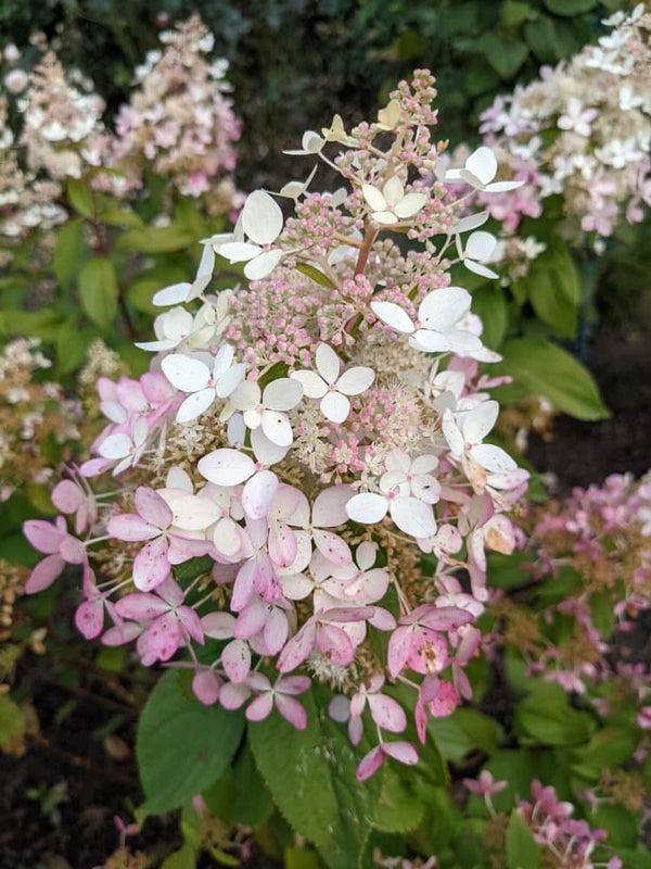 Artikelbild für Rispenhortensie Hydrangea paniculata 'Confetti'® im Onlineshop der Bohlken Baumschulen