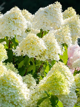 Rispenhortensie, Hydrangea paniculata 'Limelight' ® kaufen im Online-Shop der Bohlken Baumschulen