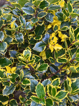 Ilex altaclerensis 'Golden King', Großblättrige Stechpalme 'Golden King' im Onlineshop der Bohlken Baumschulen