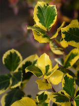 Ilex altaclerensis 'Golden King', Großblättrige Stechpalme 'Golden King' im Onlineshop der Bohlken Baumschulen