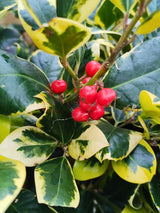Ilex altaclerensis 'Golden King', Großblättrige Stechpalme 'Golden King' im Onlineshop der Bohlken Baumschulen