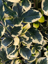 Ilex altaclerensis 'Golden King', Großblättrige Stechpalme 'Golden King' im Onlineshop der Bohlken Baumschulen