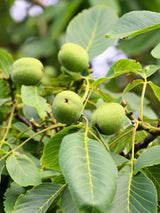 Juglans regia 'Jupiter', Walnuss 'Jupiter' im Onlineshop der Bohlken Baumschulen