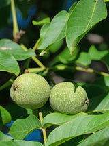 Juglans regia 'Mars', Walnuss 'Mars' im Onlineshop der Bohlken Baumschulen