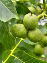 Juglans regia 'Seifersdorfer Runde', Walnuss 'Seifersdorfer Runde' im Onlineshop der Bohlken Baumschulen