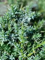 Juniperus chinensis 'Blue Alps', Chinesischer Wacholder 'Blue Alps' im Onlineshop der Bohlken Baumschulen