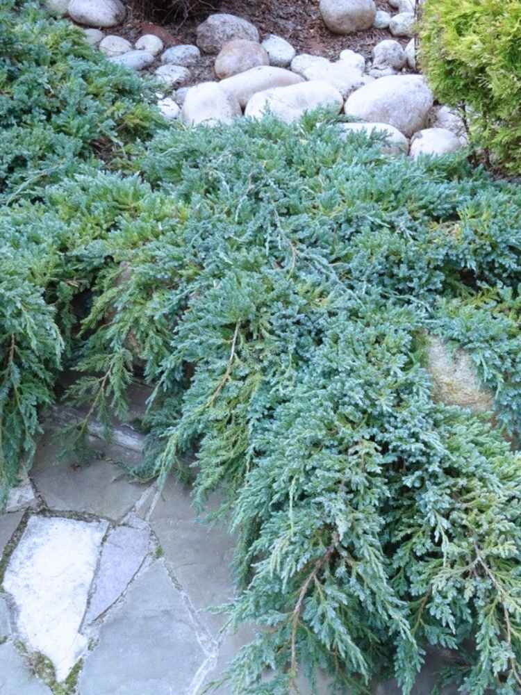 kriechender wacholder kaufen Jetzt Blauer Kriech-Wacholder 'Blue Carpet' online kaufen bei Bohlken  Pflanzenversand – Bohlken Pflanzenversand GbR