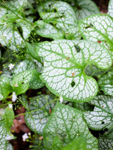 Kaukasus-Vergissmeinnicht 'Mr. Morse', Brunnera macrophylla 'Mr. Morse' im Onlineshop der Bohlken Baumschulen