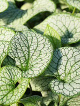 Kaukasus-Vergissmeinnicht 'Mr. Morse', Brunnera macrophylla 'Mr. Morse' im Onlineshop der Bohlken Baumschulen