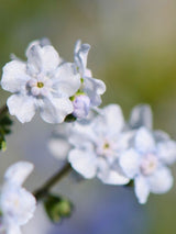 Kaukasus-Vergissmeinnicht 'Mr. Morse', Brunnera macrophylla 'Mr. Morse' im Onlineshop der Bohlken Baumschulen