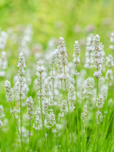 Lavandula angustifolia 'Arctic Snow', Weißblühender Lavendel 'Arctic Snow' im Onlineshop der Bohlken Baumschulen