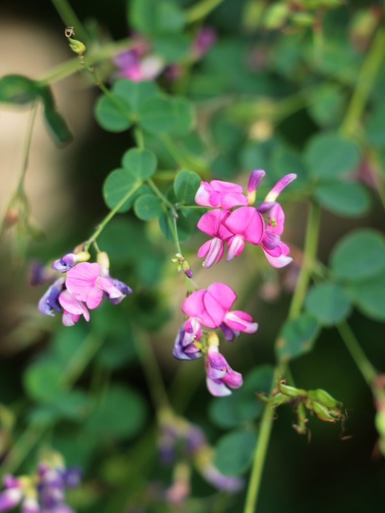 Jetzt Zweifarbiger Buschklee 'Summer Beauty' online kaufen bei Bohlken