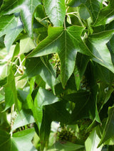 Amberbaum, Liquidambar styraciflua kaufen im Online-Shop der Bohlken Baumschulen