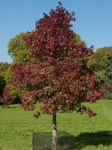 Amberbaum, Liquidambar styraciflua kaufen im Online-Shop der Bohlken Baumschulen