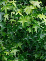 Amberbaum, Liquidambar styraciflua kaufen im Online-Shop der Bohlken Baumschulen