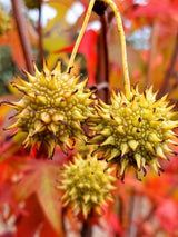 Amberbaum, Liquidambar styraciflua kaufen im Online-Shop der Bohlken Baumschulen
