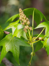 Amberbaum, Liquidambar styraciflua kaufen im Online-Shop der Bohlken Baumschulen