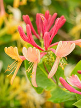 Lonicera heckrottii 'Goldflame' | Feuer-Geißblatt | Geißschlinge im Onlineshop der Bohlken Baumschulen