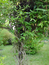 Lonicera henryi | Immergrünes Geißblatt | Immergrüne Geißschlinge im Onlineshop der Bohlken Baumschulen