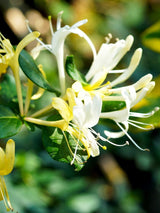 Lonicera japonica 'Halliana' | Japanisches Geißblatt 'Halliana', Geißschlinge im Onlineshop der Bohlken Baumschulen