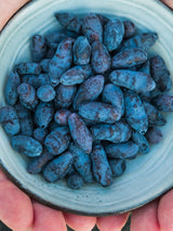 Lonicera kamtschatica | Honigbeere, Maibeere | kaufen im Onlineshop der Bohlken Baumschulen