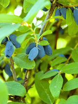 Lonicera kamtschatica | Honigbeere, Maibeere | kaufen im Onlineshop der Bohlken Baumschulen