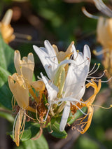 Lonicera periclymenum | Wald-Geißblatt | Heimische Wald-Geißschlinge im Onlineshop der Bohlken Baumschulen