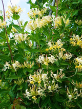Lonicera periclymenum | Wald-Geißblatt | Heimische Wald-Geißschlinge im Onlineshop der Bohlken Baumschulen
