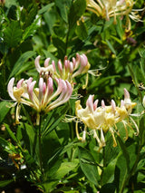 Lonicera periclymenum | Wald-Geißblatt | Heimische Wald-Geißschlinge im Onlineshop der Bohlken Baumschulen