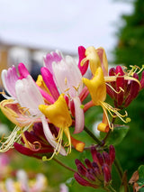 Lonicera periclymenum 'Serotina' | Wald-Geißblatt 'Serotina' im Onlineshop der Bohlken Baumschulen