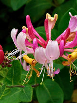 Lonicera periclymenum 'Serotina' | Wald-Geißblatt 'Serotina' im Onlineshop der Bohlken Baumschulen