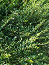 Heckenmyrthe, Lonicera nitida 'Maigrün' kaufen im Online-Shop der Bohlken Baumschulen