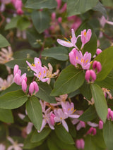 Artikelbild für Tatarische Heckenkirsche Lonicera tatarica im Onlineshop der Bohlken Baumschulen