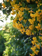 Lonicera x tellmanniana| Gold-Geißblatt | Gold-Geißschlinge | kaufen im Onlineshop der Bohlken Baumschulen