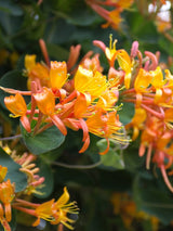 Lonicera x tellmanniana| Gold-Geißblatt | Gold-Geißschlinge | kaufen im Onlineshop der Bohlken Baumschulen