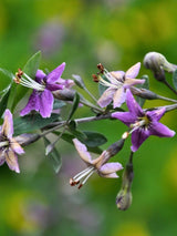 Lycium barbarum | Gojibeere | Gemeiner Bocksdorn | Teufelszwirn im Onlineshop der Bohlken Baumschulen