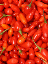 Lycium barbarum 'Little Goji', Gojibeere 'Little Goji' im Onlineshop der Bohlken Baumschulen